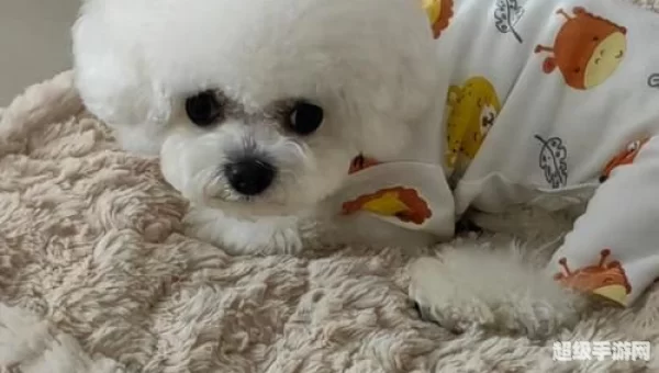狗语言翻译