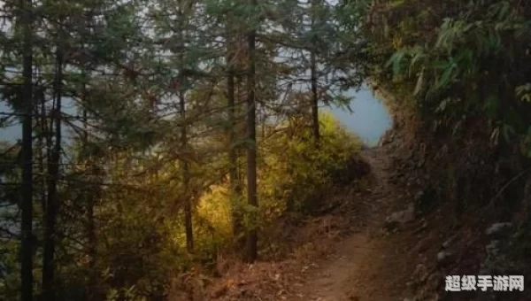 森林崎岖下山道