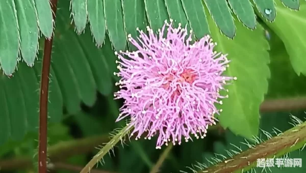 含羞草免费观看