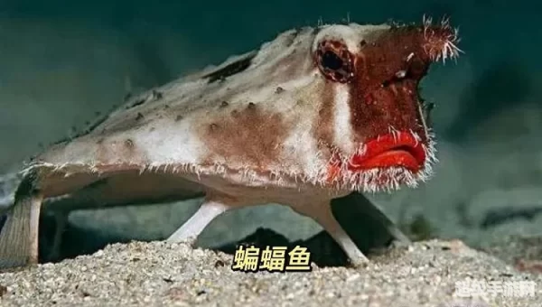 十大深海怪物