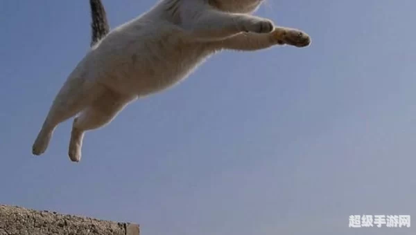 飞天猫