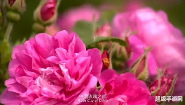 新玫瑰之约